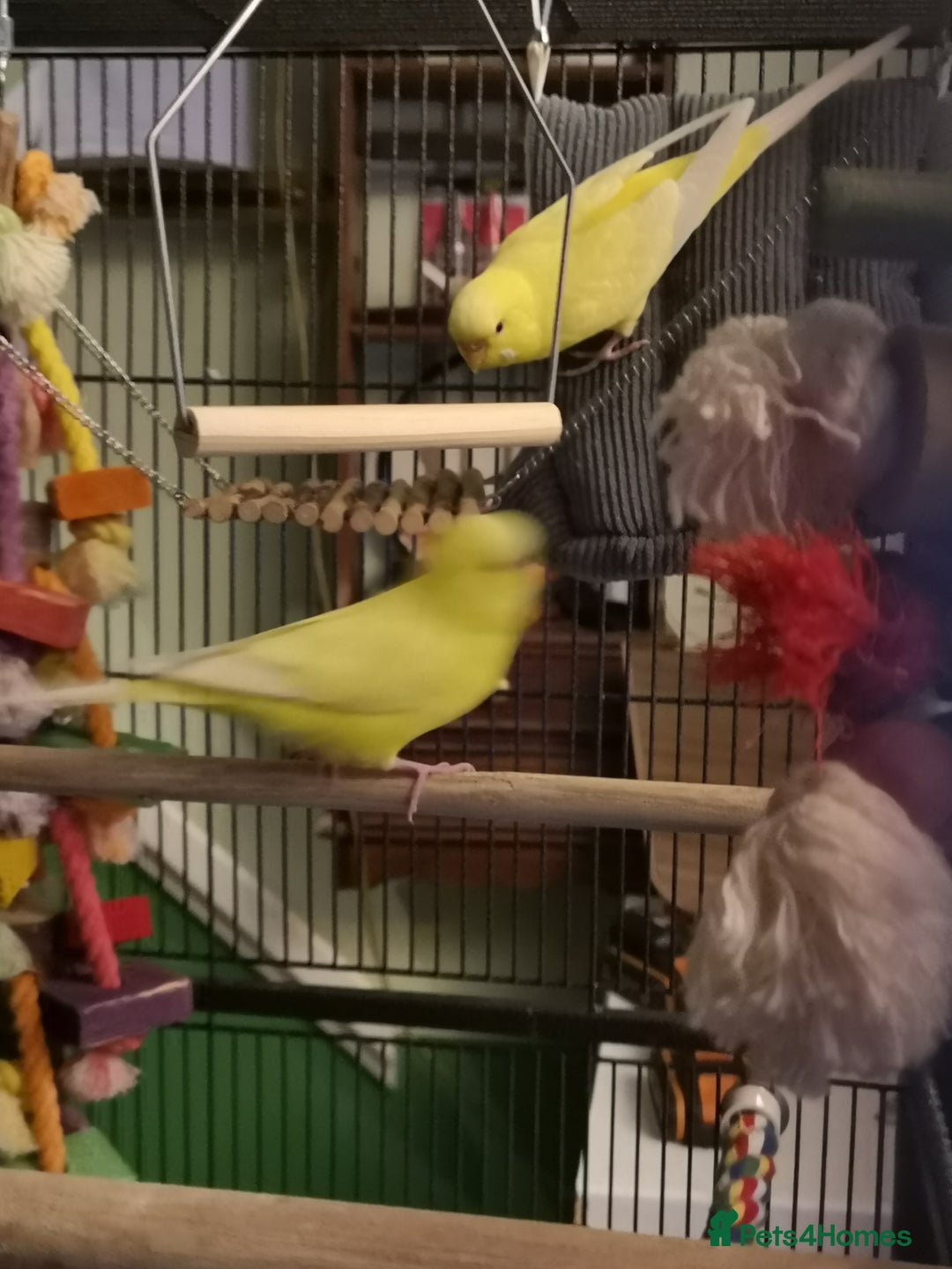 Budgerigars birds for sale: 2 bonded lutino budgies - Advert 1