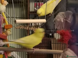 Budgerigars birds 2 bonded lutino budgies - Advert 6