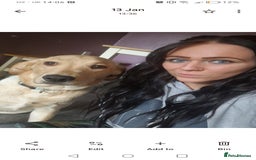 Labrador Retriever dogs for sale: Dottie needs a loving home  - Image 4