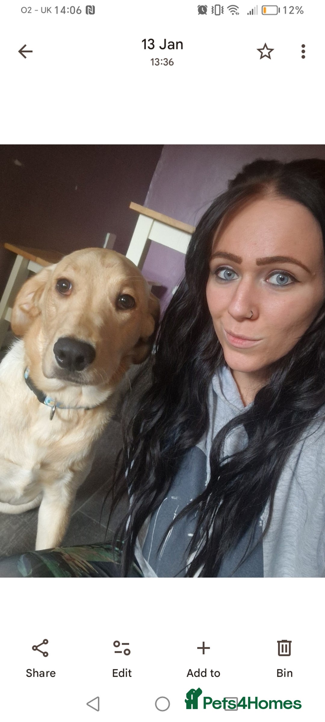 Labrador Retriever dogs for sale: Dottie needs a loving home  - Image 4