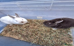 Netherland Dwarf rabbits for sale: Baby Netherland dwarf rabbits for sale £50 each  - Advert 12