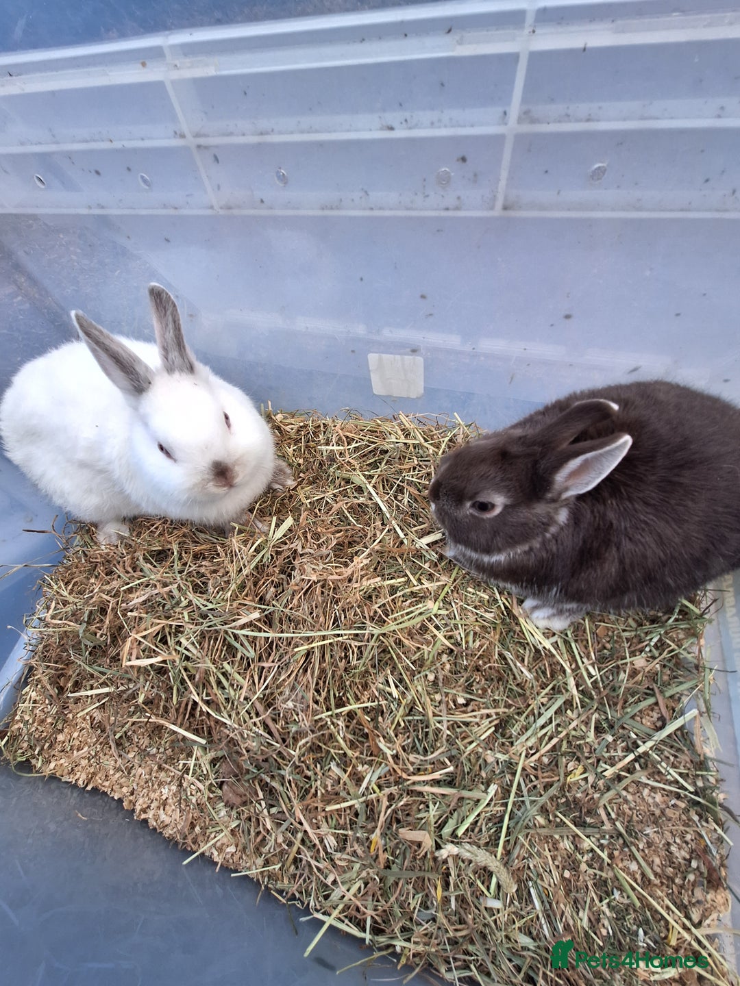 Netherland Dwarf rabbits for sale: Baby Netherland dwarf rabbits for sale £50 each  - Advert 12