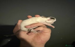 Domestic Shorthair cats for sale: 3 baby Kittens For Sale - Image 6