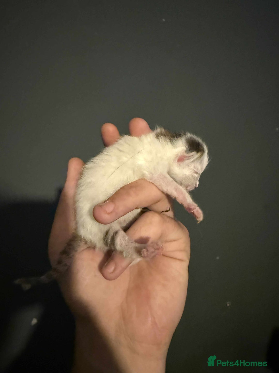 Domestic Shorthair cats for sale: 3 baby Kittens For Sale - Image 6