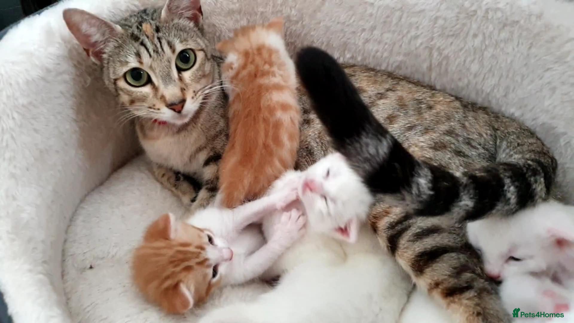 Bengal cats Bengal cross kittens - Advert 4