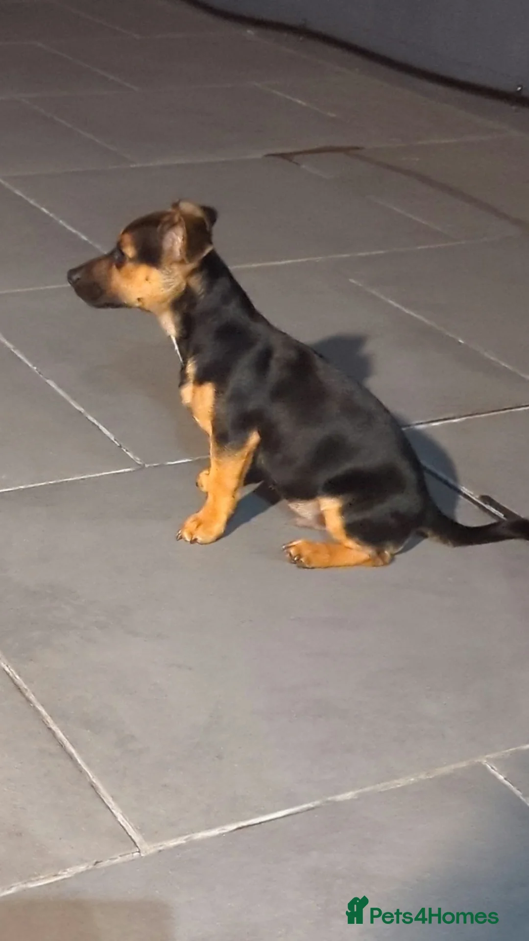 Jackshund dogs for stud: Male for Breeding  - Advert 2