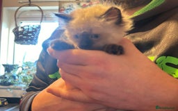 Ragdoll cats for sale: Ragdoll x kittens  - Advert 4