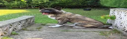 Akita dogs for sale: 6 Months American Akita  in Shipley - Advert 2