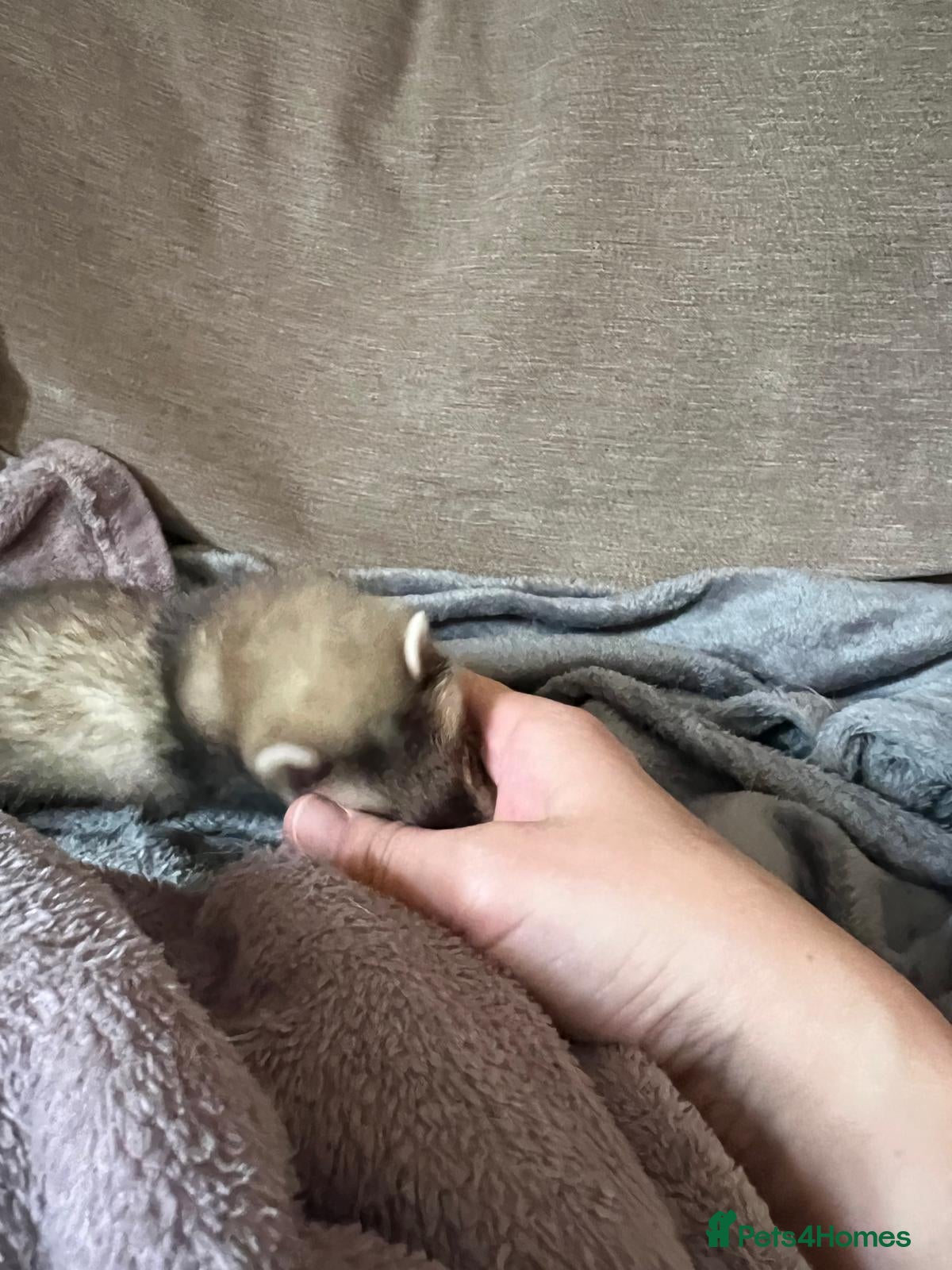 Ferret rodents for sale: Adorable Baby Ferrets  - Advert 9