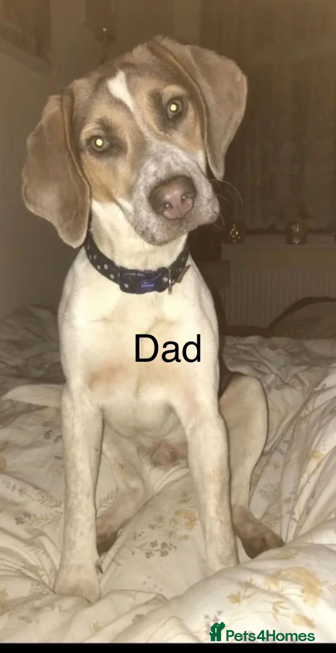 Beagle dogs for sale: 🐶 Beautiful Beagle Puppies for Sale 🐶 - Advert 18