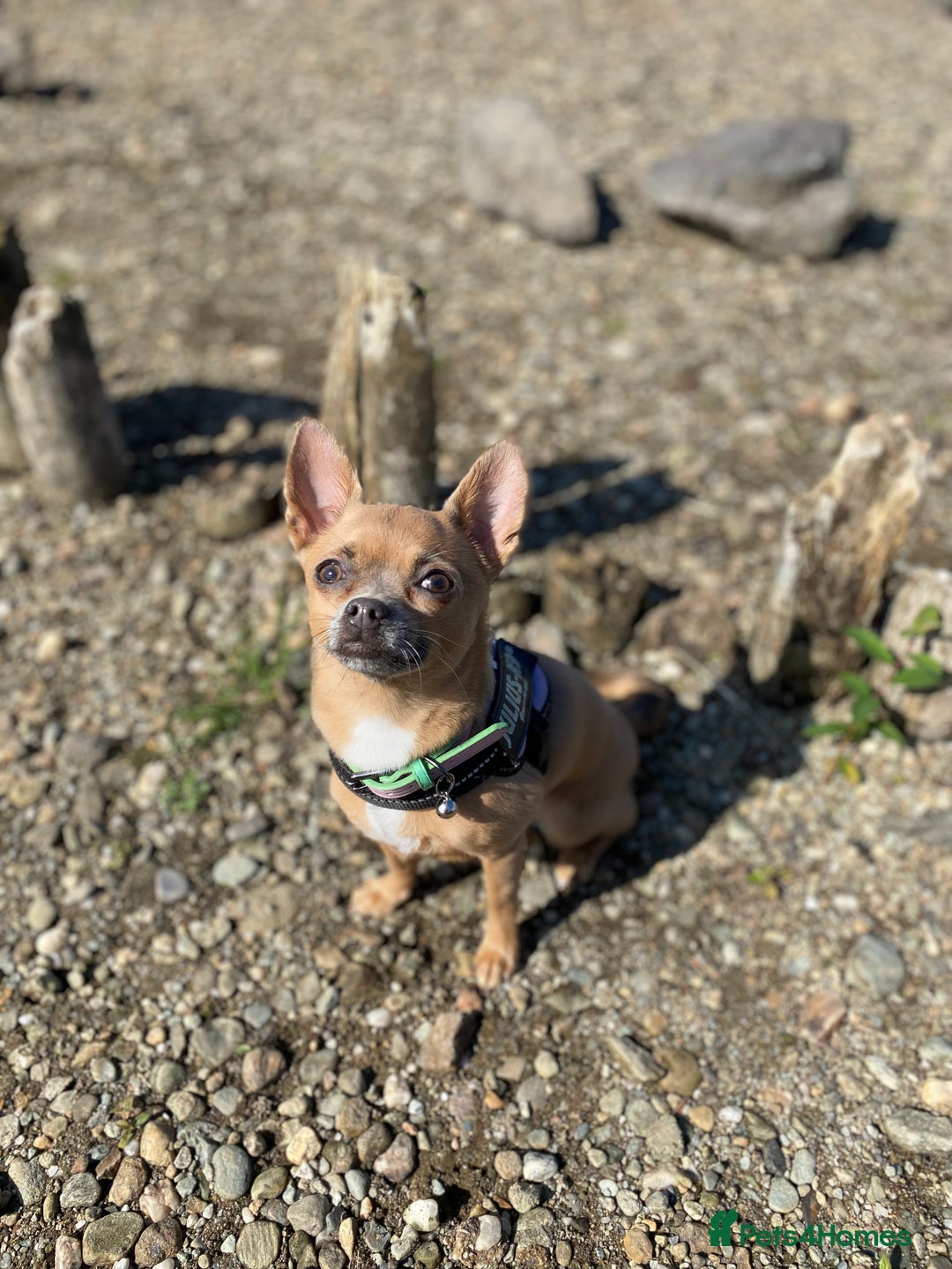 Chihuahua dogs for sale: Chihuahua Adult Female  - Image 7