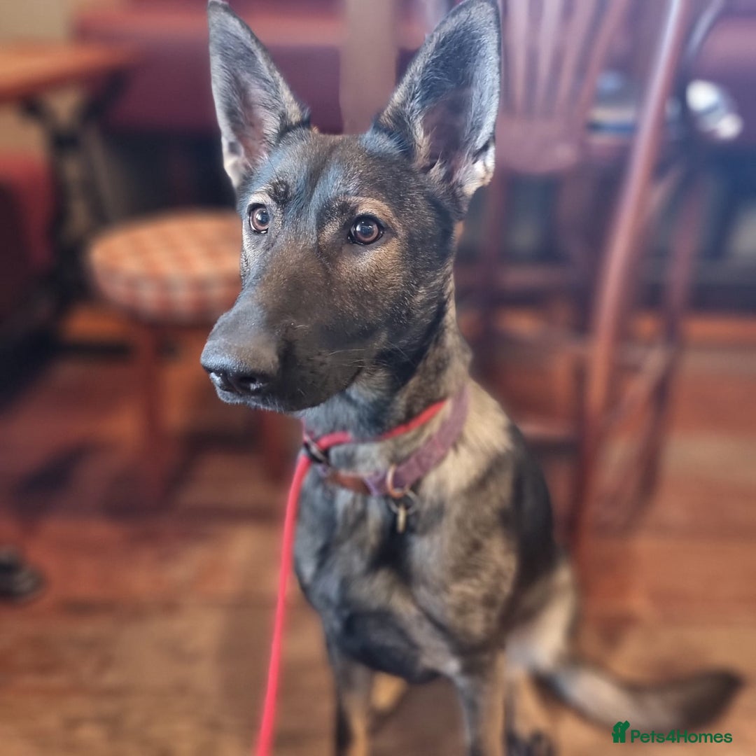German Shepherd dogs for sale: Loyal, Playful German Shepherd for Rehoming - Image 1