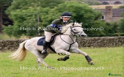Connemara horses for sale: Abros 🫶🏻🥕 - Image 9
