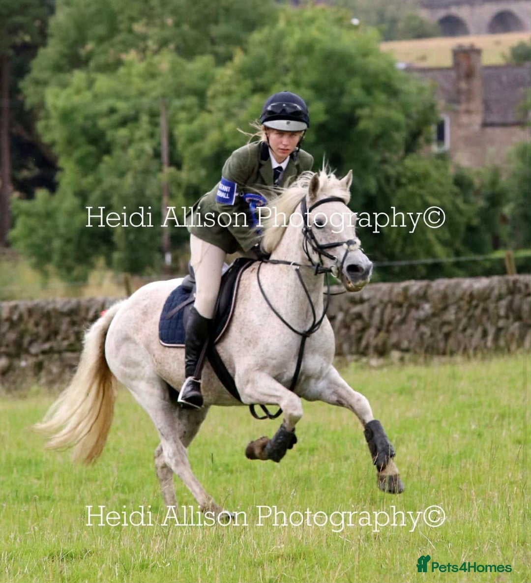 Connemara horses for sale: Abros 🫶🏻🥕 - Image 9