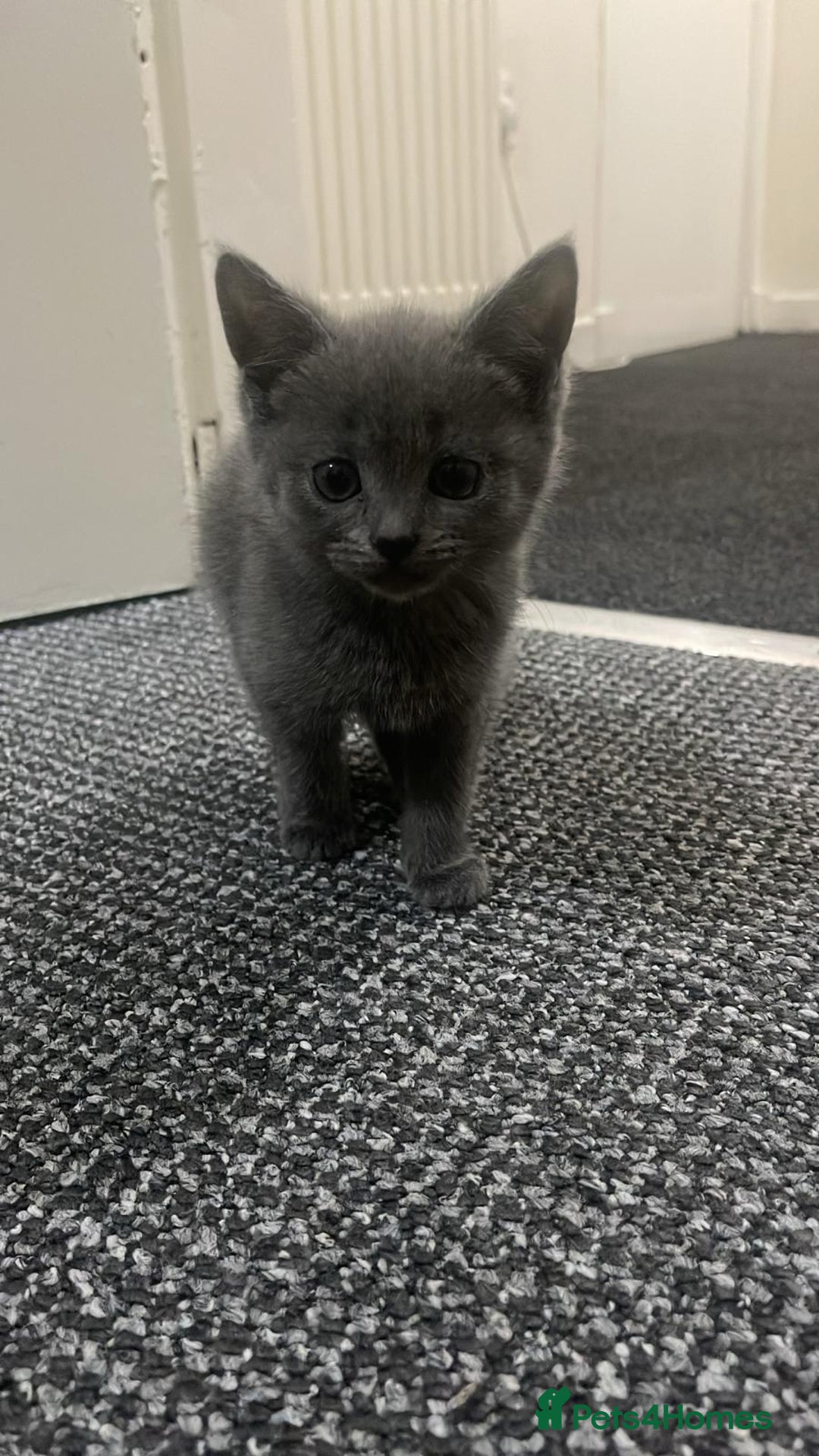 British Shorthair cats for sale: Cute British X kittens - Advert 3