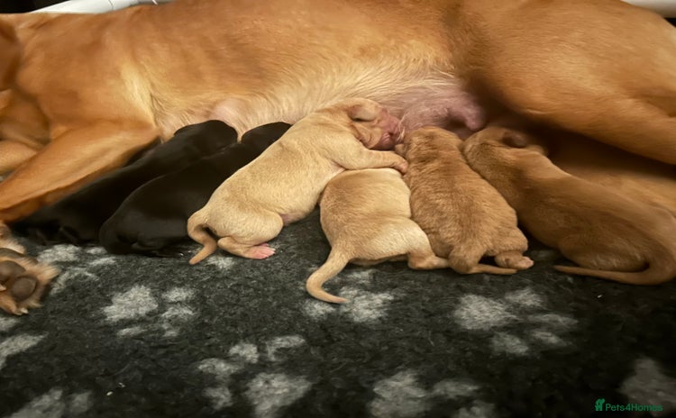 Labrador Retriever dogs - Advert 1