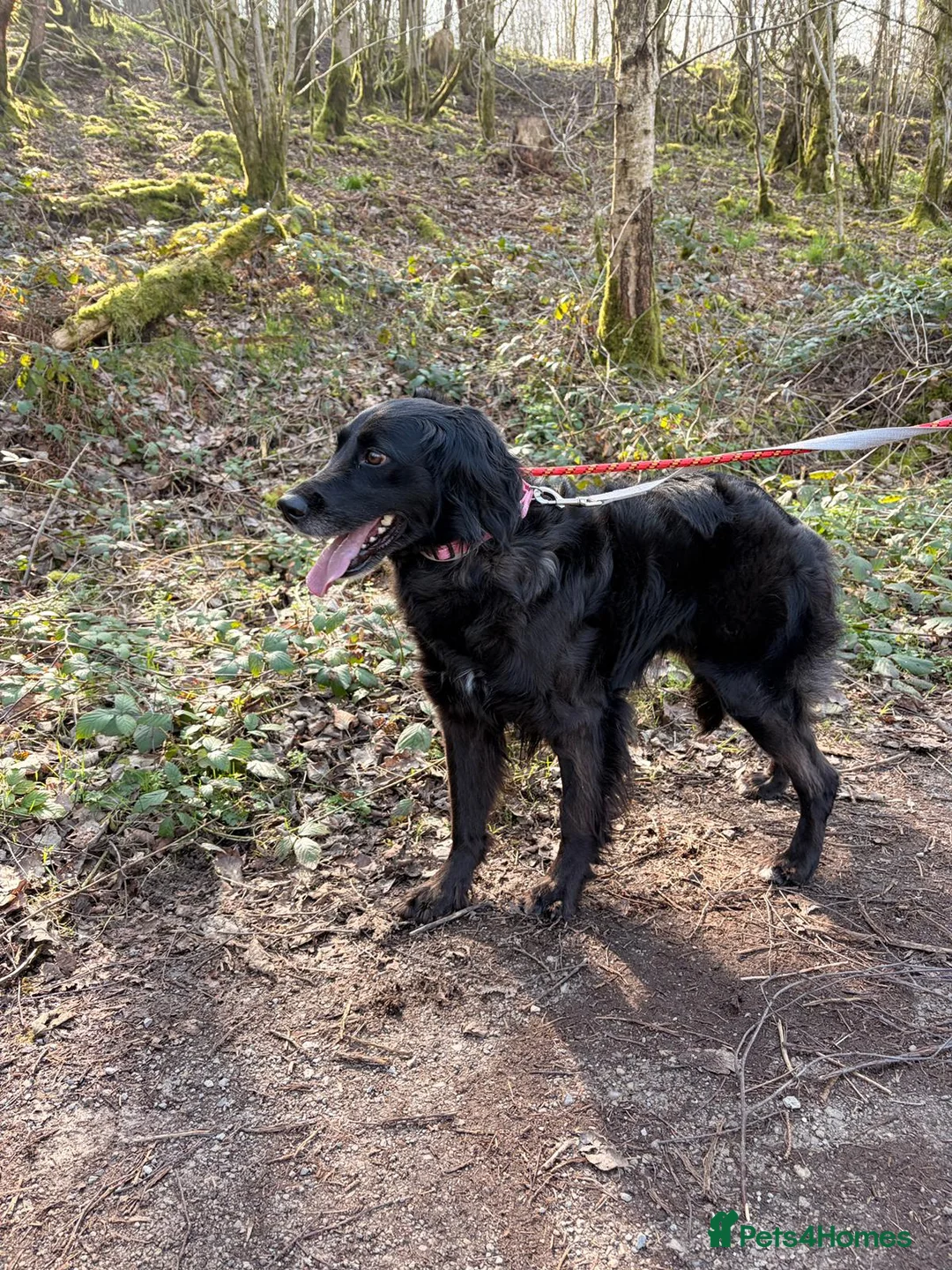 Cocker Spaniel dogs for adoption: Gino ! - Advert 2