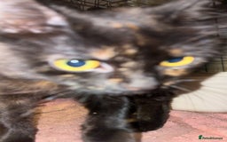 British Longhair cats for sale: Rescue kittens🧡 - Image 16