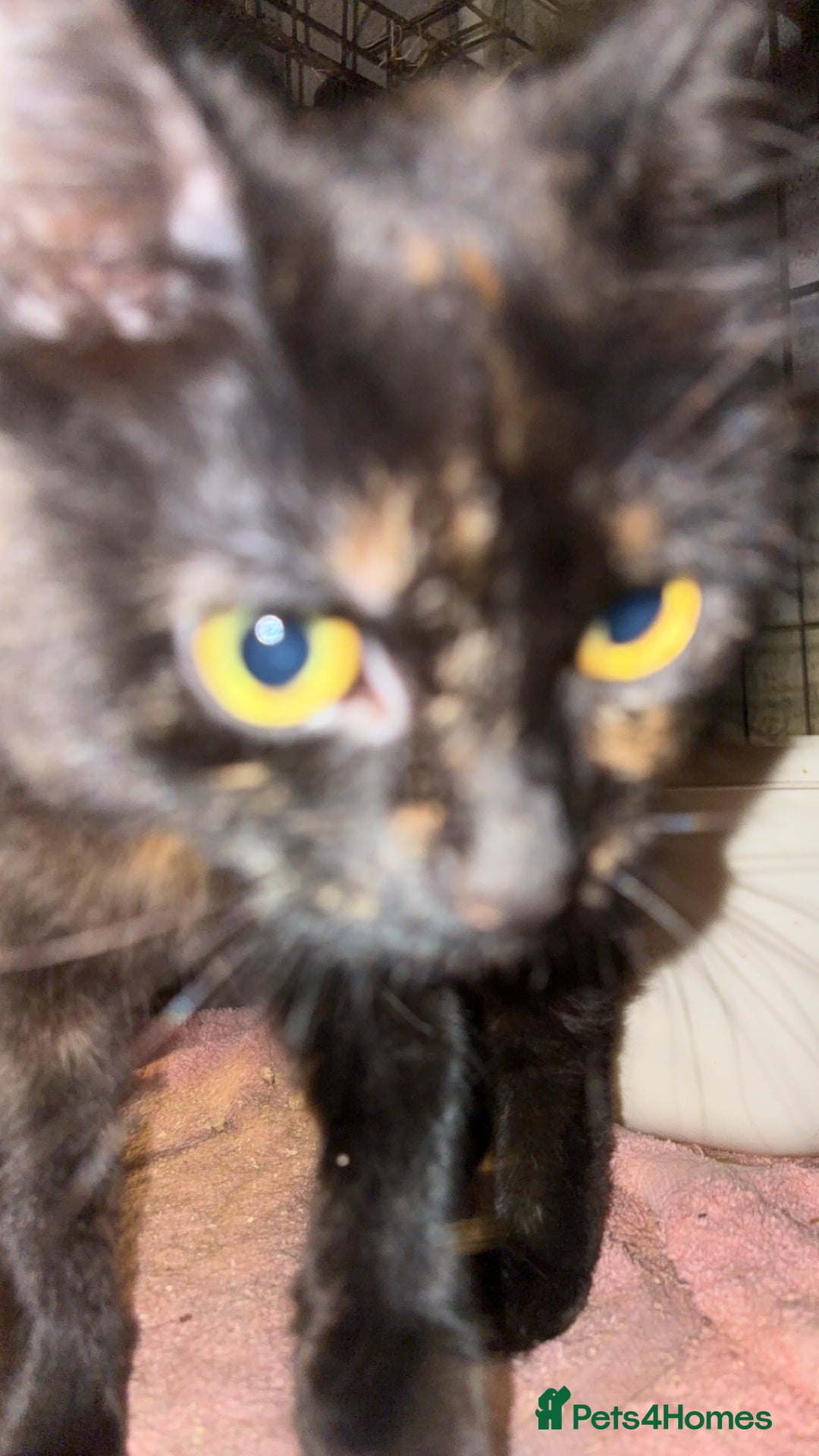 British Longhair cats for sale: Rescue kittens🧡 - Image 16