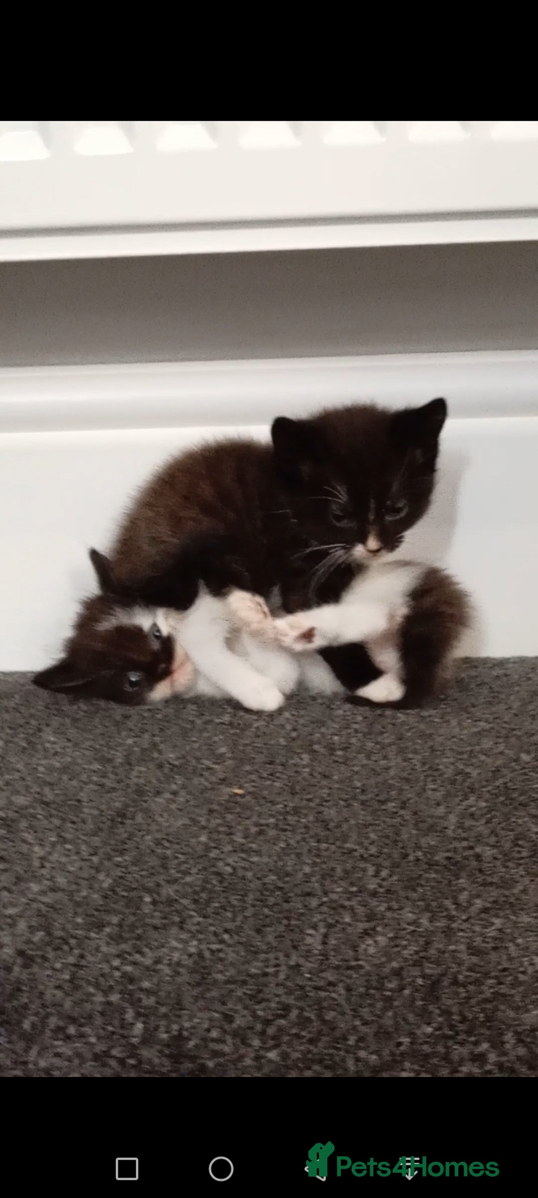 Mixed Breed cats for sale: Ragdoll mix tuxedo kittens - Image 9