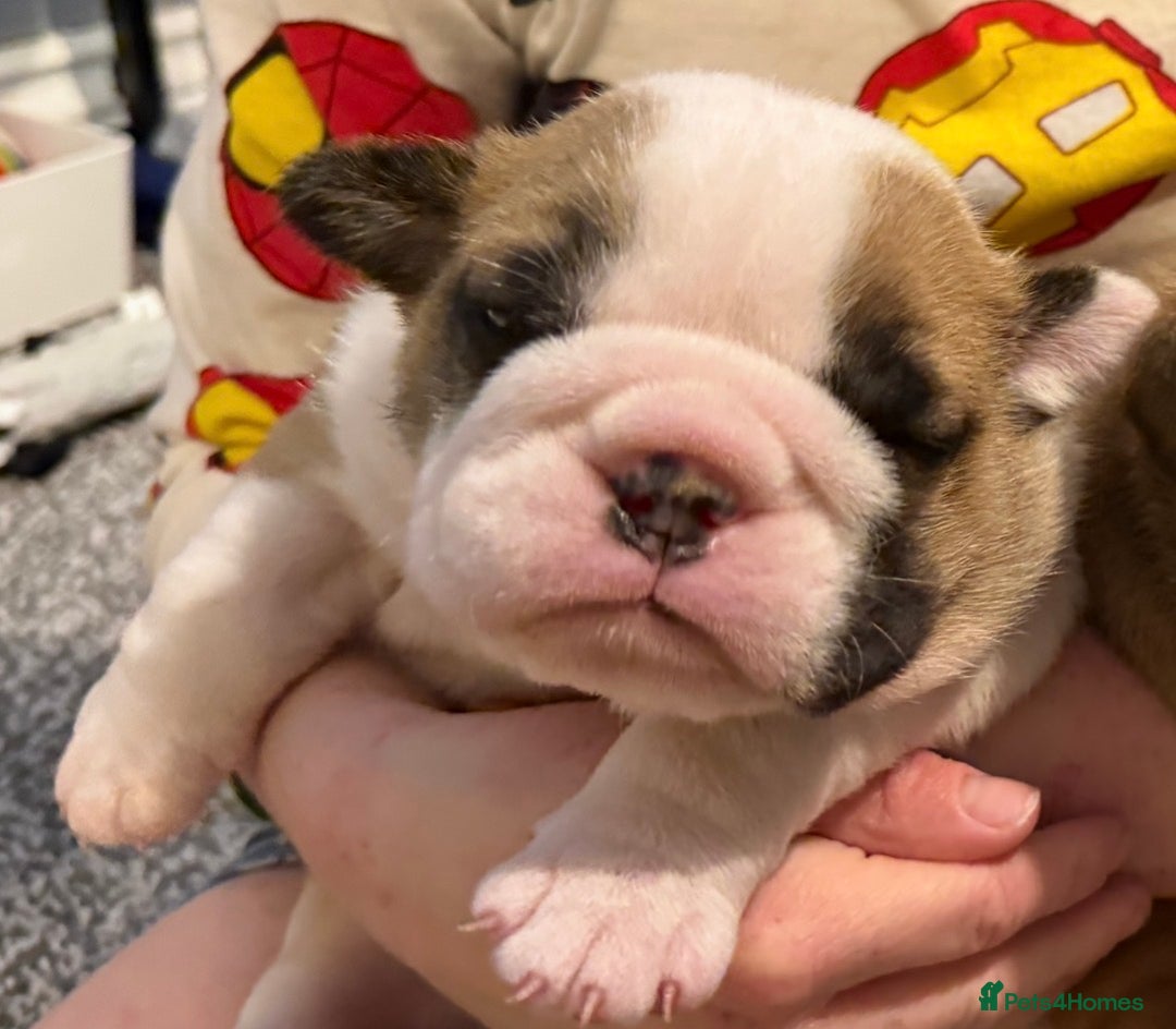 English Bulldog dogs for sale: Exceptional Show-Quality KC English Bulldog Boy - Advert 31