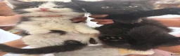 Mixed Breed cats for sale: kittens - Advert 4