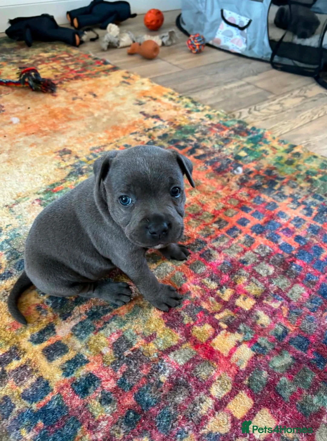 Staffordshire Bull Terrier dogs for sale: Blue Staffordshire Bull Terriers  - Advert 2