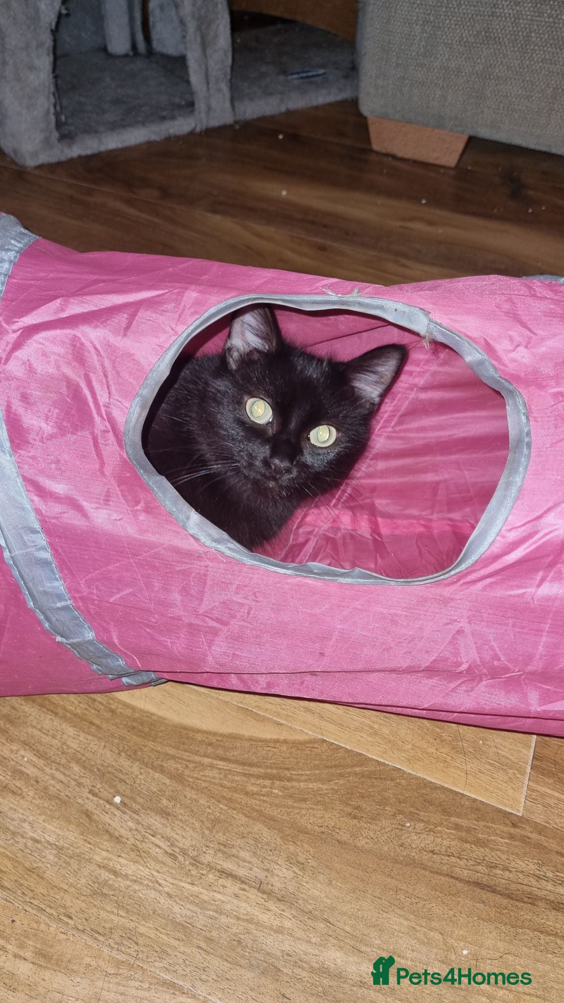 Mixed Breed cats Beautiful kittens  - Advert 3