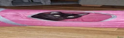 Mixed Breed cats for sale: Beautiful kittens  - Advert 1