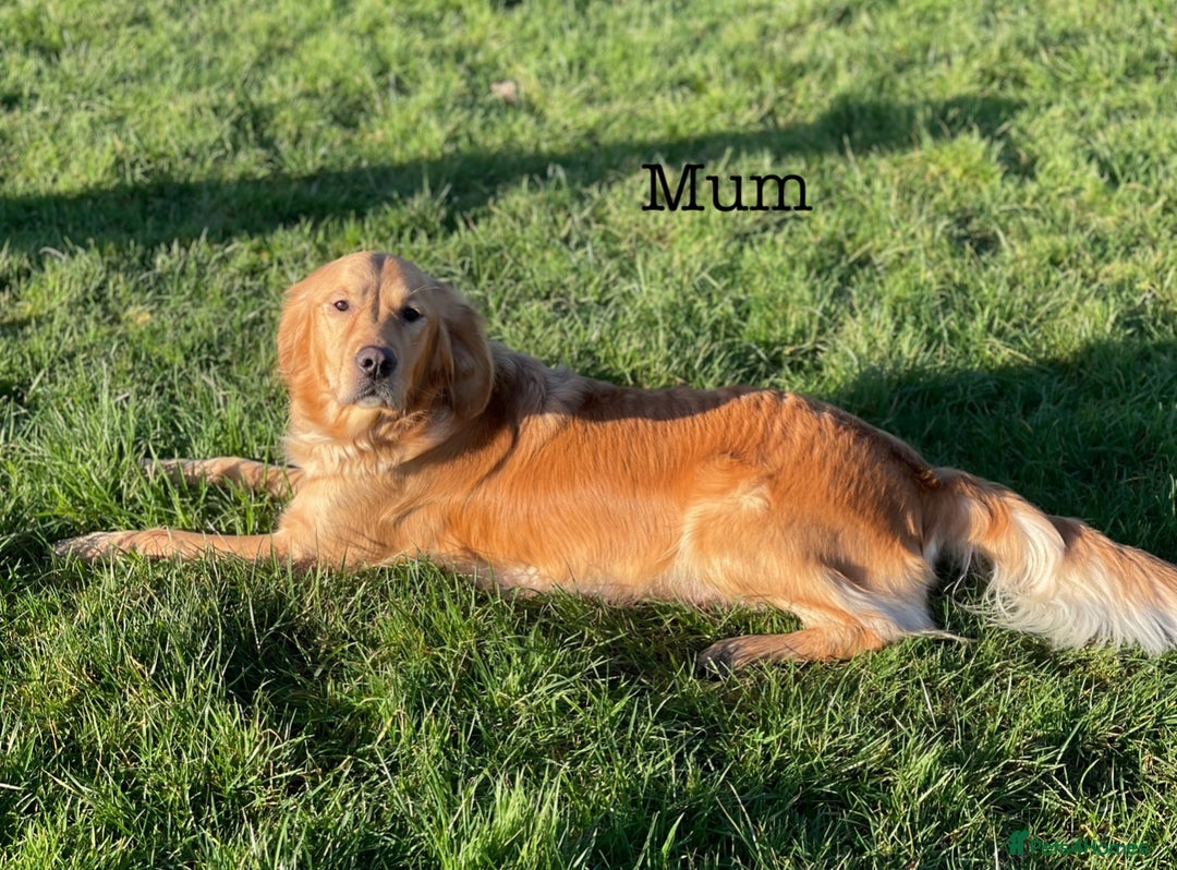 Golden Retriever dogs for sale: KC Registered Red/Golden Retriever Puppies - Advert 5