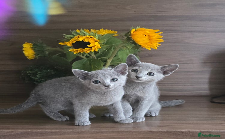 Russian Blue cats - Advert 12