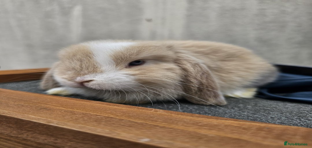 Gallery Image {{count}}