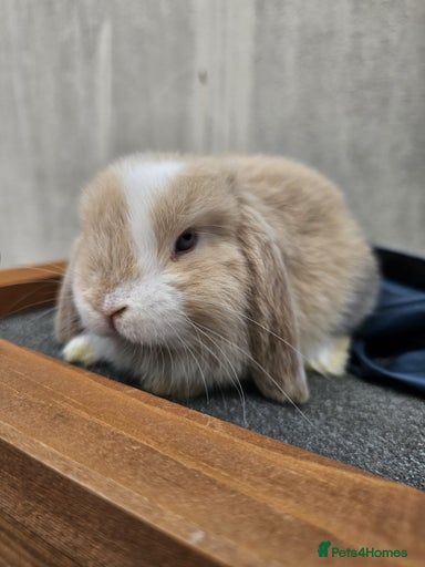 Gallery Image {{count}}