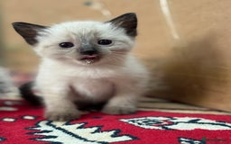 Ragdoll cats for sale: stunning kittens  - Image 10