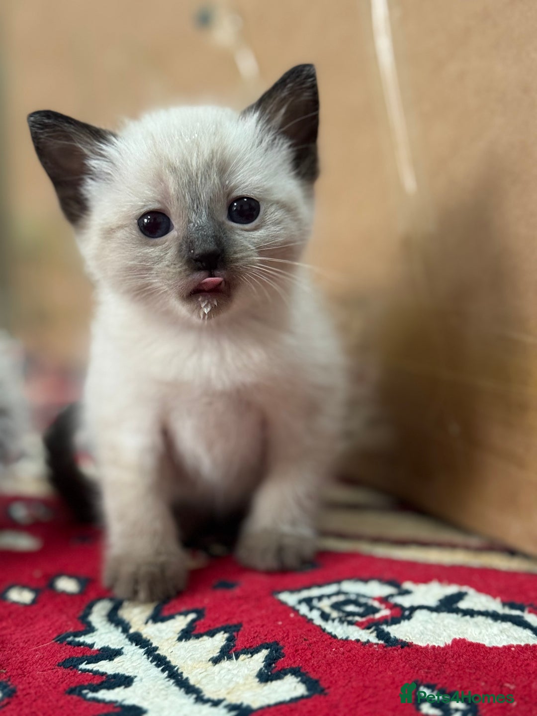 Ragdoll cats for sale: stunning kittens  - Image 10