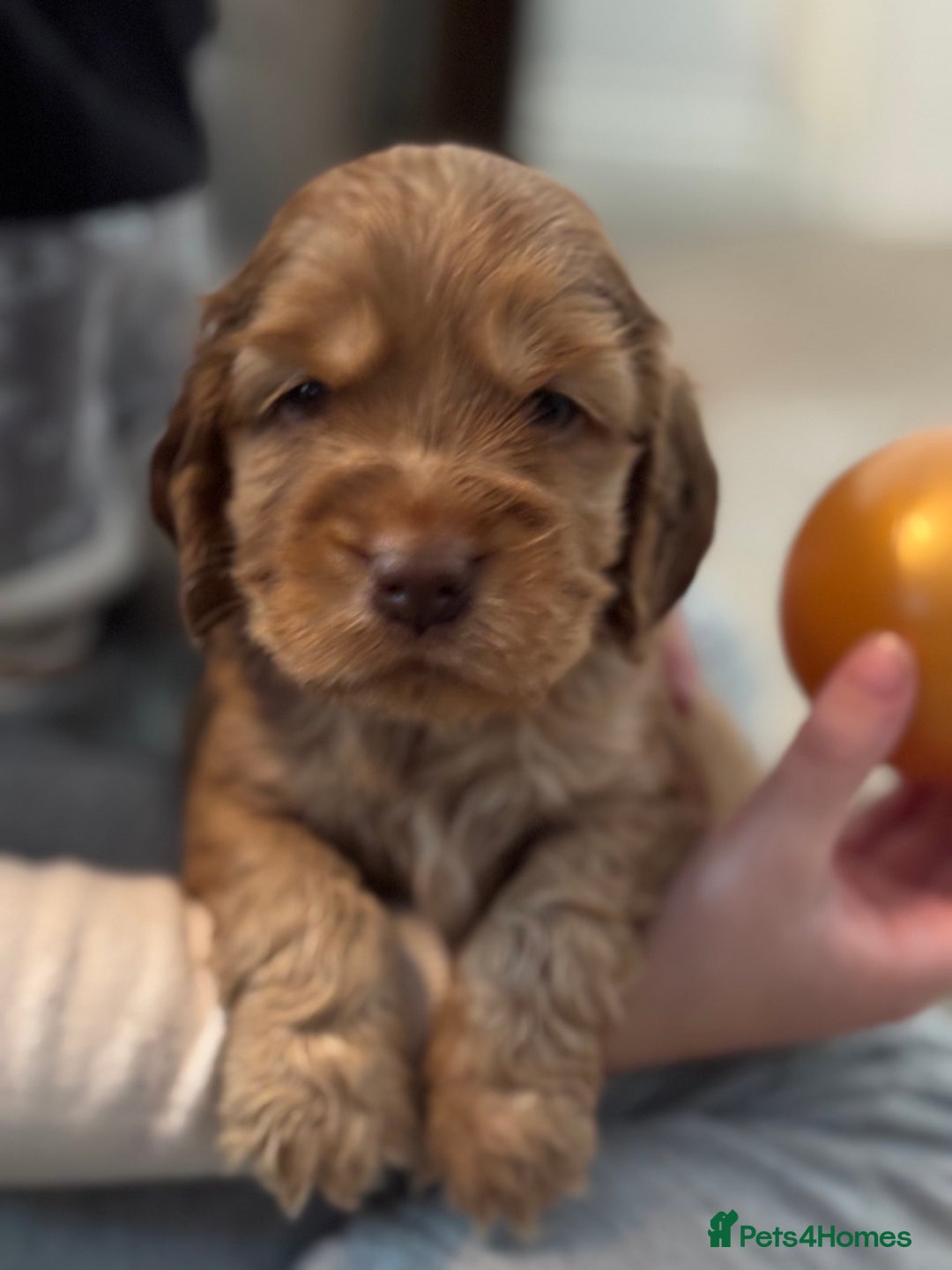 Cocker Spaniel dogs for sale: ✨ Show Cocker Spaniel pups ✨ - Image 17