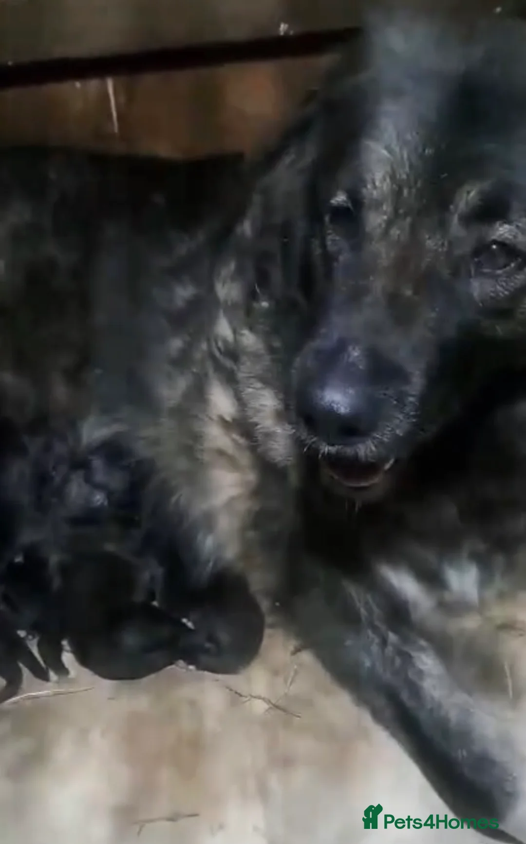 Caucasian Shepherd Dog dogs for sale: Rare Russian Ovcharka full breed Puppy  - Advert 3