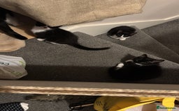 Domestic Shorthair cats for sale: 3 lovely black and white kittens - Image 22