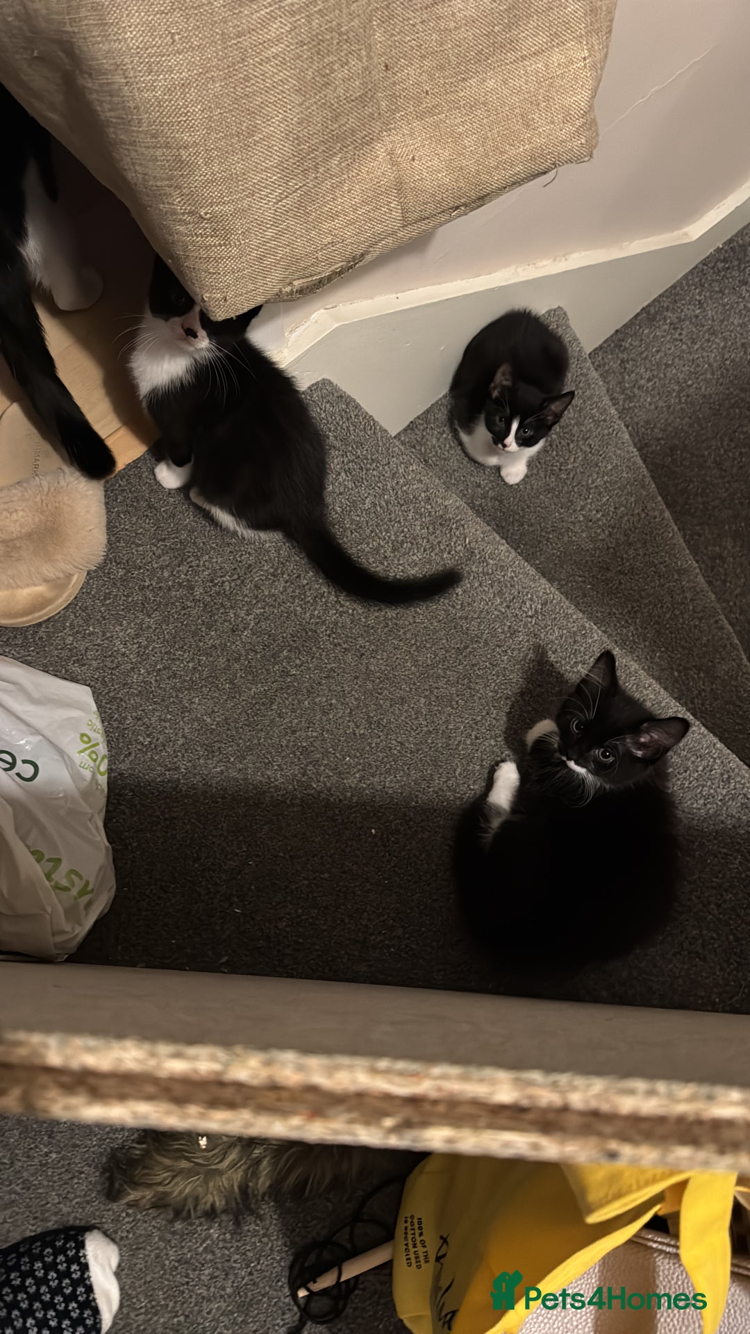 Domestic Shorthair cats for sale: 3 lovely black and white kittens - Image 22