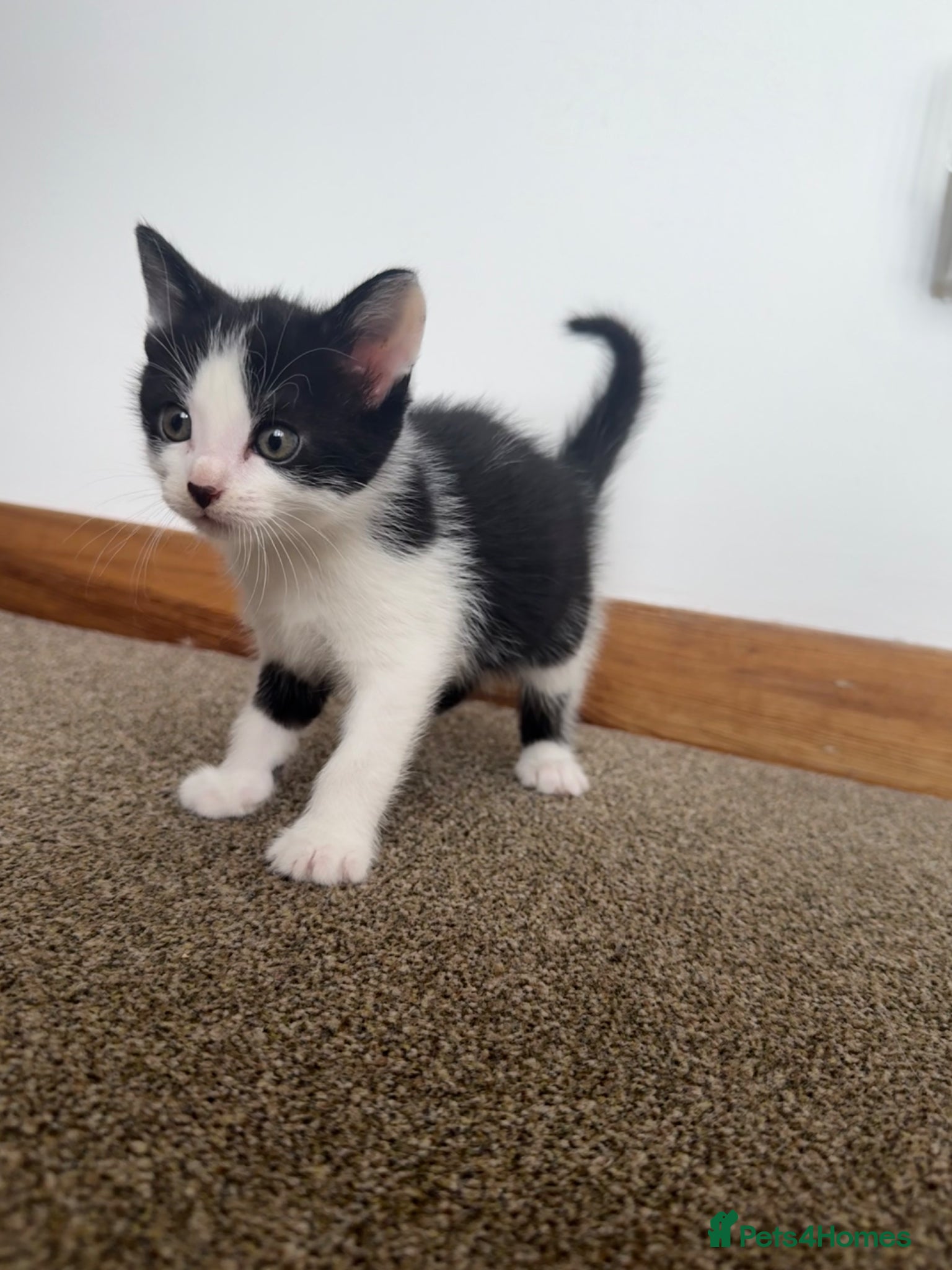 Mixed Breed cats Kittens - Advert 3
