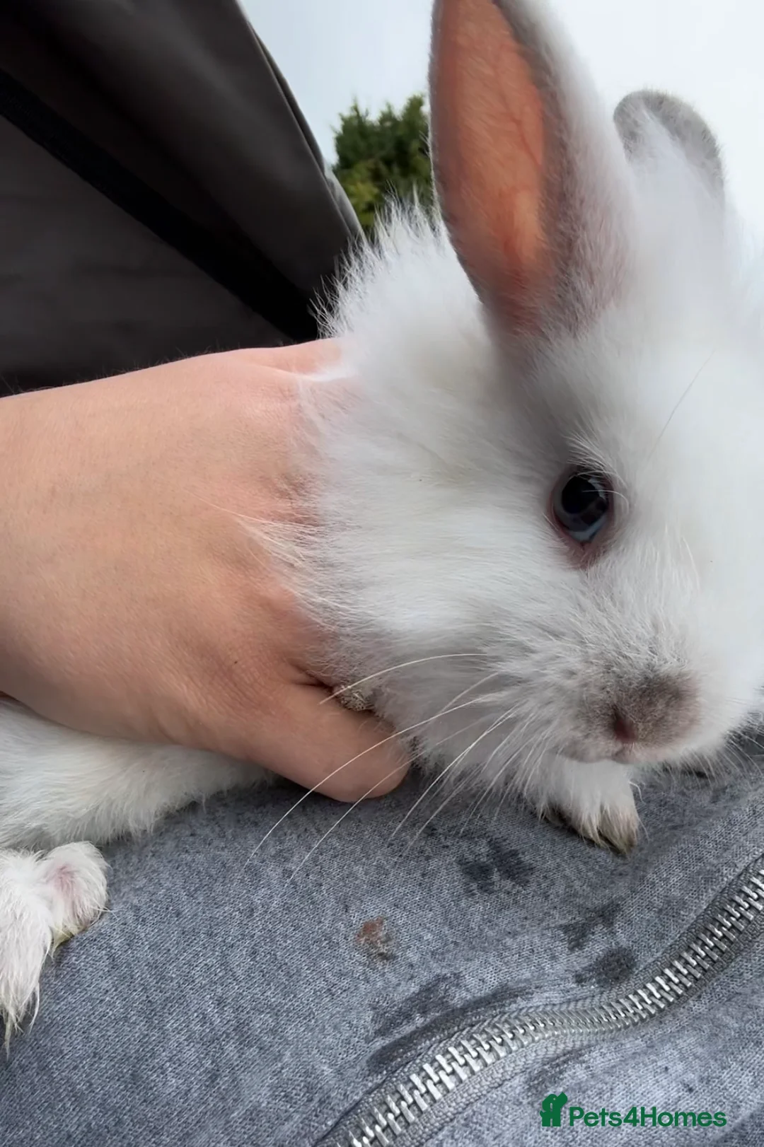 Lionhead rabbits for sale: White Lionhead Bunny  - Advert 1