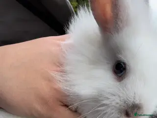 Lionhead rabbits White Lionhead Bunny - Advert 13