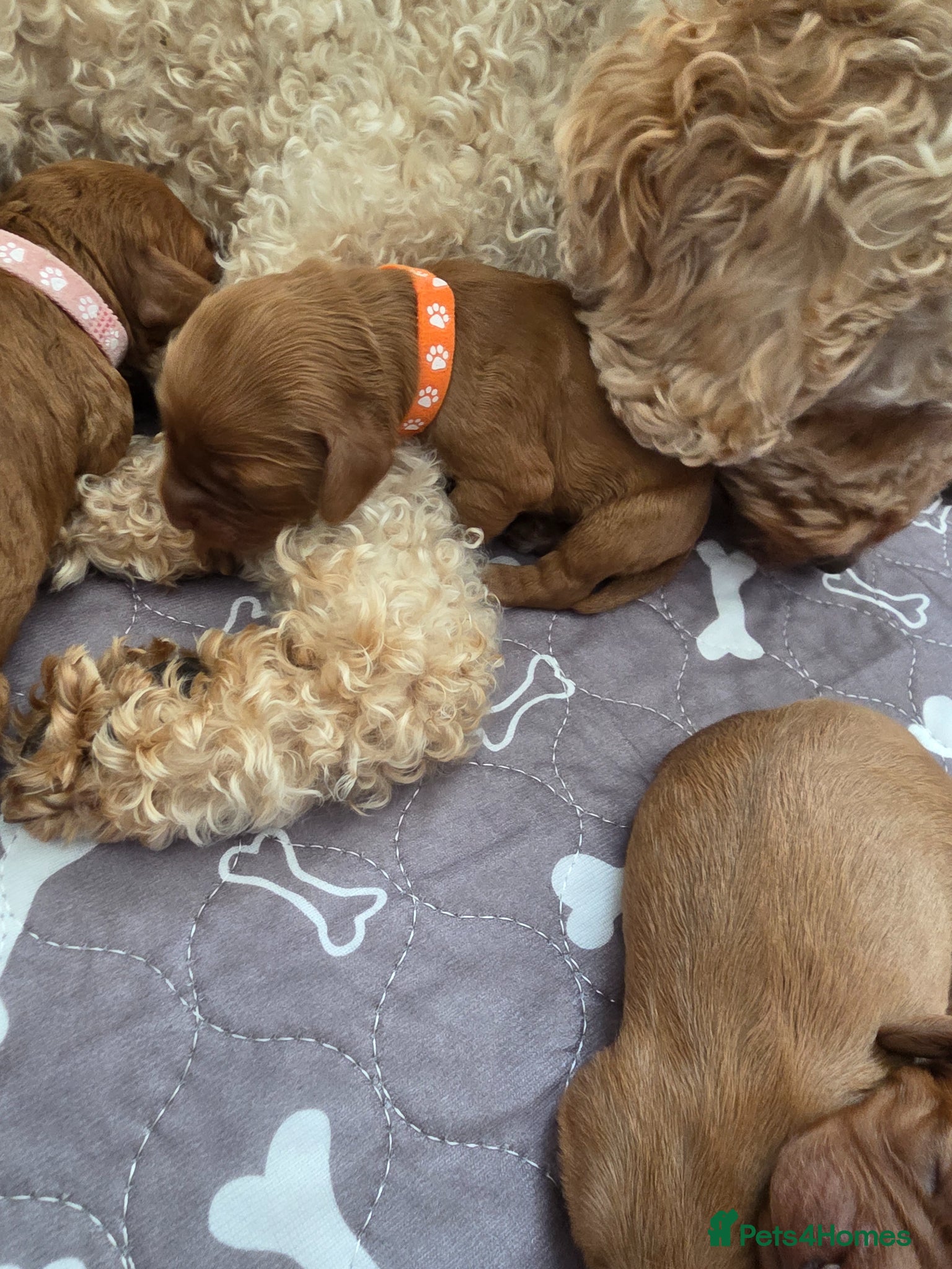 Cockapoo dogs for sale: Cockapoo puppies in Dereham - Advert 5