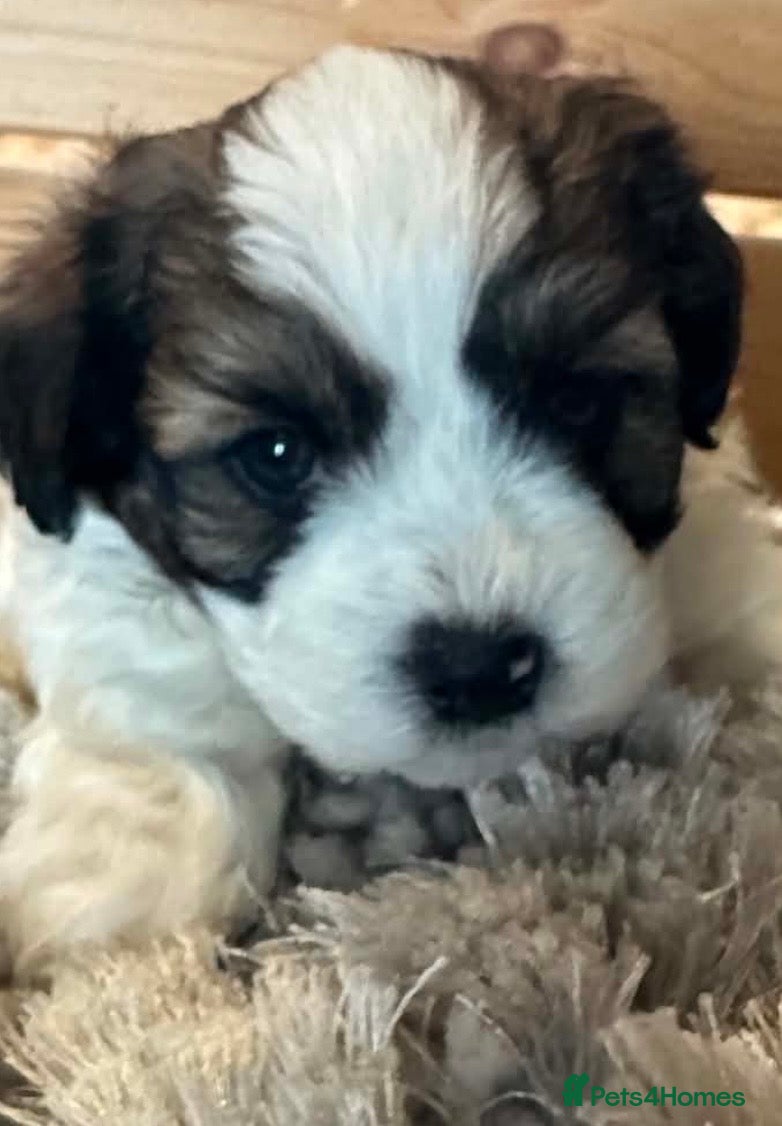 Mixed Breed dogs for sale: Havanese mix  - Advert 4