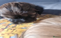 Shih Tzu dogs for sale: Shihtzu pupies. - Image 7