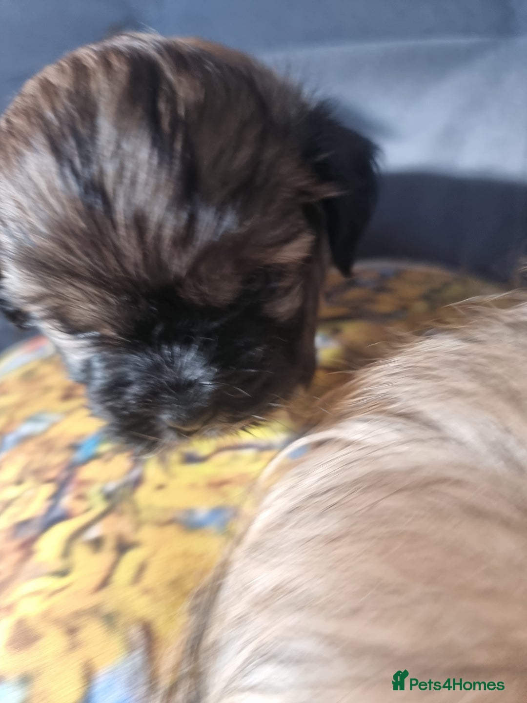 Shih Tzu dogs for sale: Shihtzu pupies. - Image 7