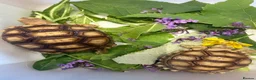 Tortoise reptiles for sale: Sulcata  - Advert 2