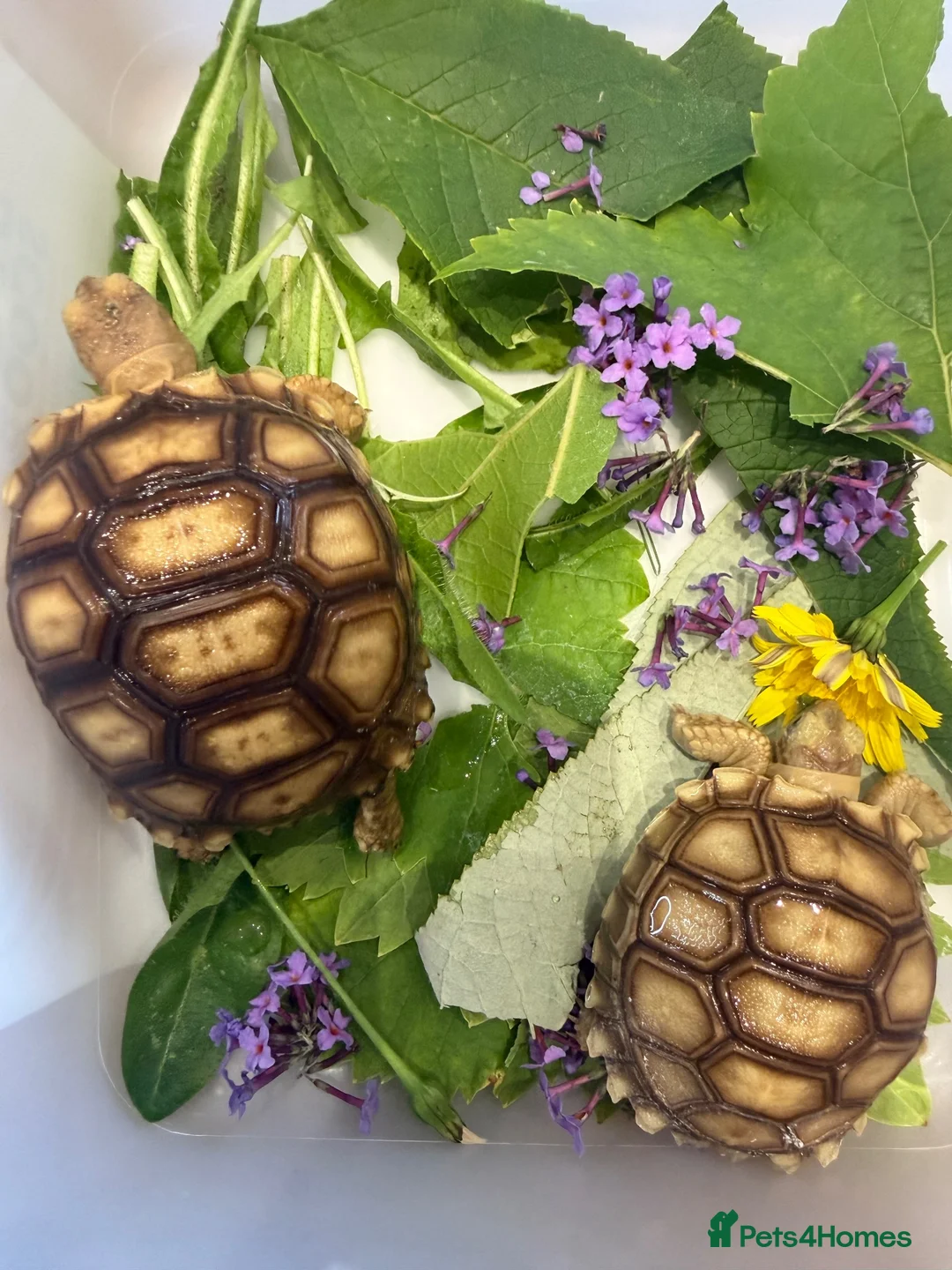 Tortoise reptiles for sale: Sulcata  - Advert 2