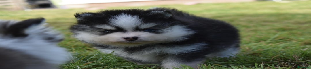 Pomsky Puppy 2