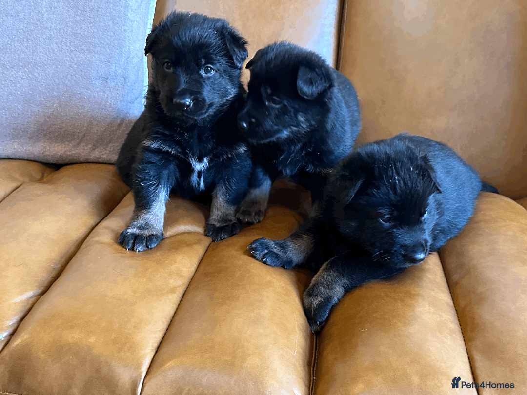 German Shepherd dogs for sale: FIVE EXCLUSIVE GSD PUPS, HOME RARED AND BRED. - Advert 26
